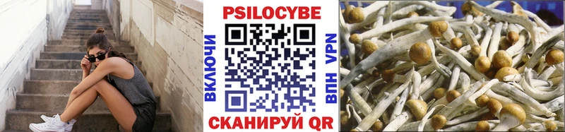 где купить   Урень  Галлюциногенные грибы Psilocybine cubensis 